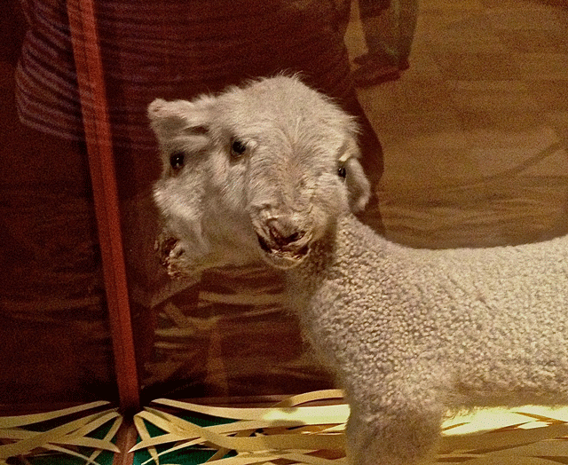 Yeah, that's right. It's a two-headed lamb. Deal with it yeah?
