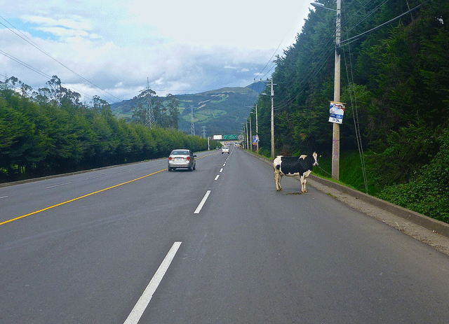 On the way down to Quito someone had tied up their cow. In the road